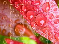 image Jigsaw Puzzles