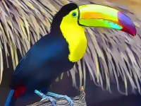 image Toucan Bird Jigsaw