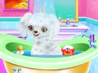 image My New Poodle Friend