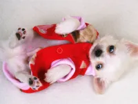 image Lovely Puppy Slide
