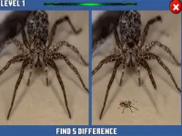 image Spider Hidden Difference