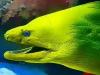 image Underwater World Jigsaw