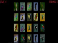 image memorize the birds