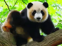 image Cute Baby Panda