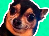 image What meme dog are you ?