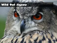 image Wild owl Jigsaw
