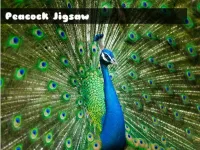 image Peacock Jigsaw
