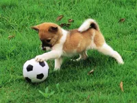 image Playful Puppy Outdoor Puzzle
