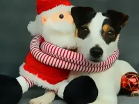 image Funny Christmas Dogs
