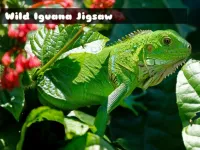 image Wild Iguana