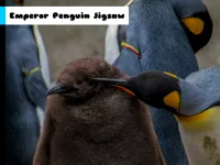 image Emperor Penguin Jigsaw
