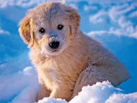 image Winter Pets Puzzle