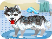 image My Cute Dog Bathing