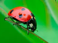 image Ladybug Match3