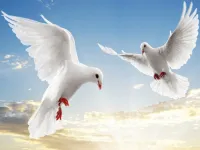 image Flying Birds Slide