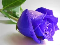 image Blue Roses Puzzle